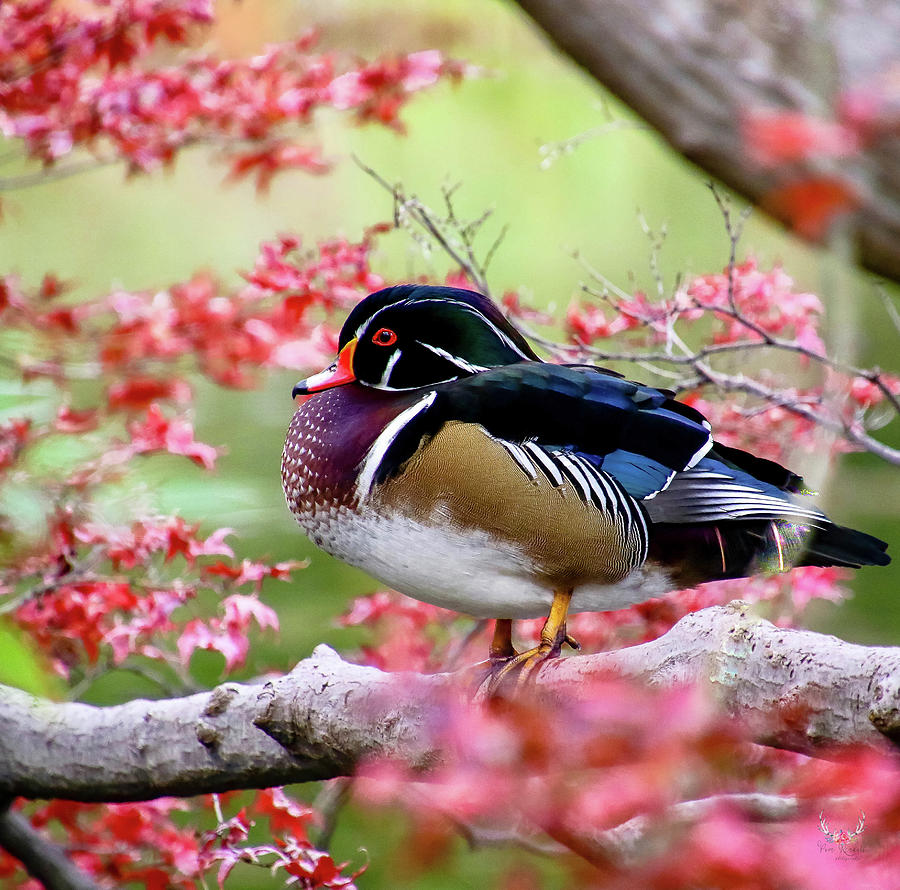 Wood Duck Photograph by Pam Rendall