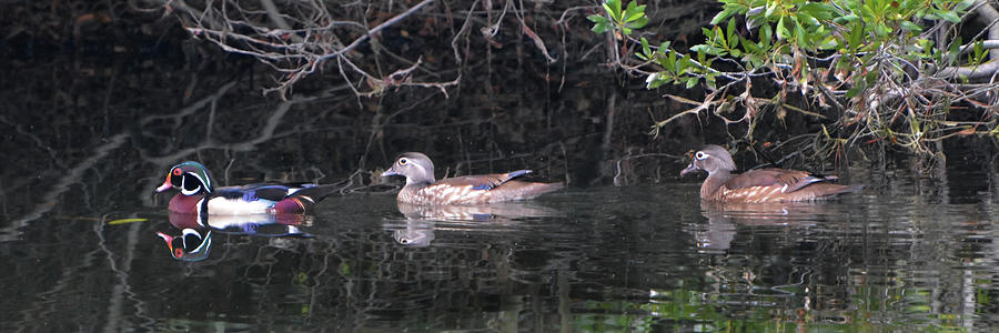 Wood Duck Parade Photograph by Jerry Griffin