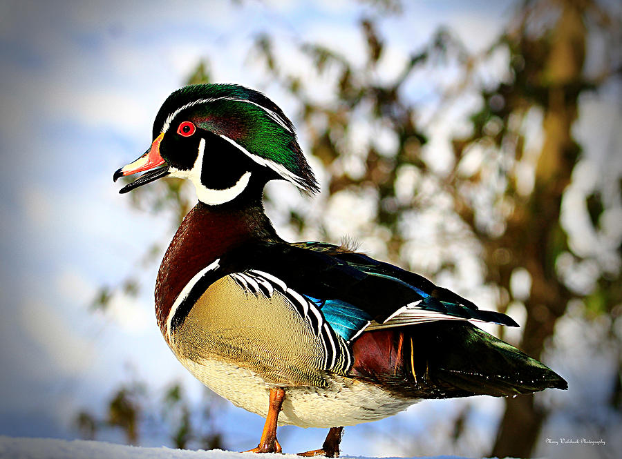 Wood Duck Portrait Photograph by Mary Walchuck