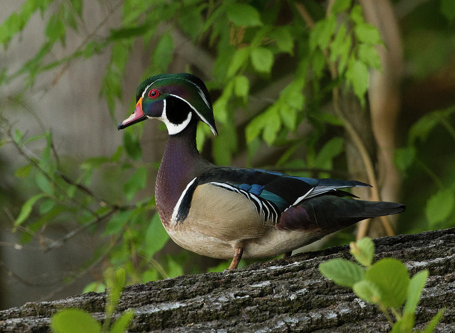 Wood Duck portrait, Spring 2020, Photographic Print 2 Photograph by Eric Abernethy