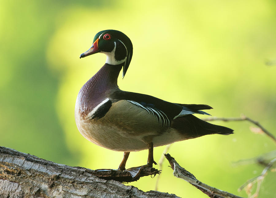 Wood Duck portrait, Spring 2020, Photographic Print Photograph by Eric Abernethy