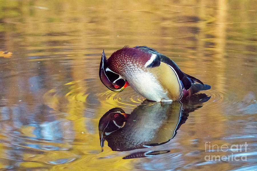 Wood Duck Preening With Reflections Photograph by Charline Xia