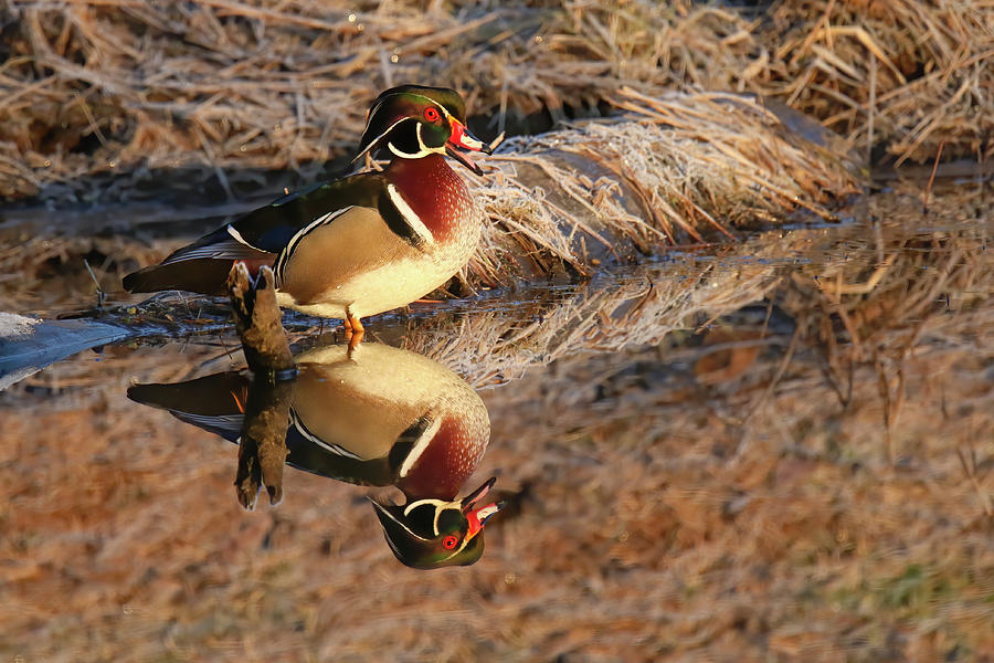 Wood Duck Reflection Photograph by Brook Burling
