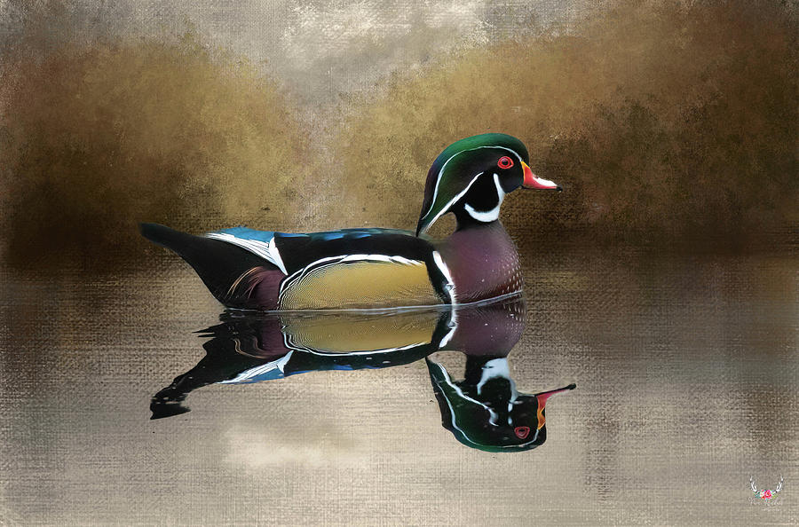 Wood Duck Reflection Photograph by Pam Rendall