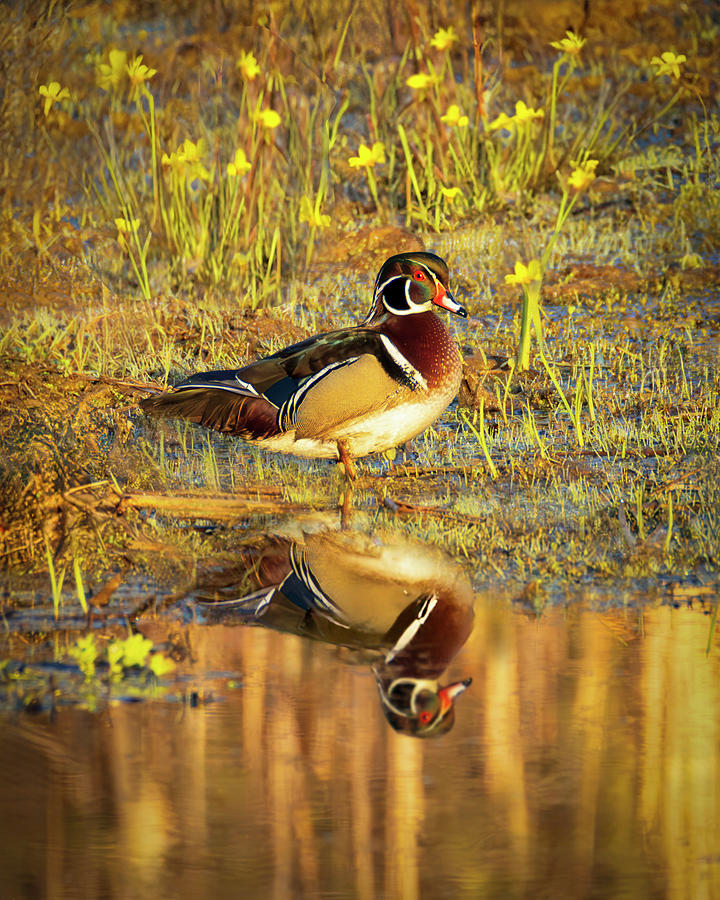 Wood Duck Reflection Photograph by Patti Deters