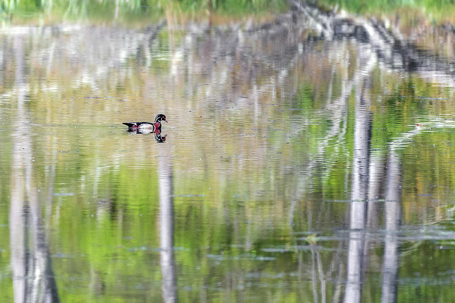 Drake Photograph - Wood Duck Reflections by Bill Wakeley