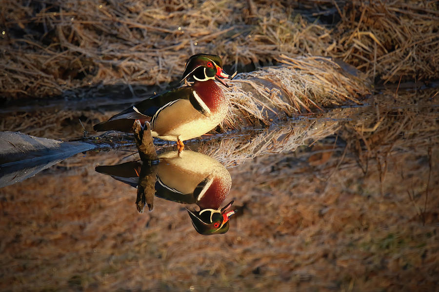 Wood Duck Reflections Photograph by Brook Burling