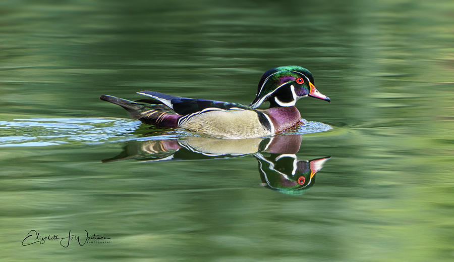 Wood Duck Reflections Photograph by Elizabeth Waitinas