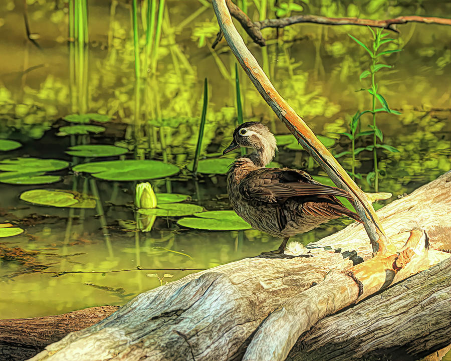 Wood Duck Resting on Log Digital Art by Dennis Lundell