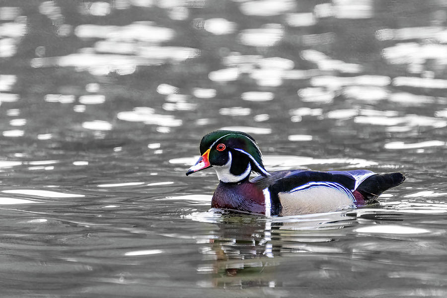 Wood Duck Selective Color Photograph by Patti Deters