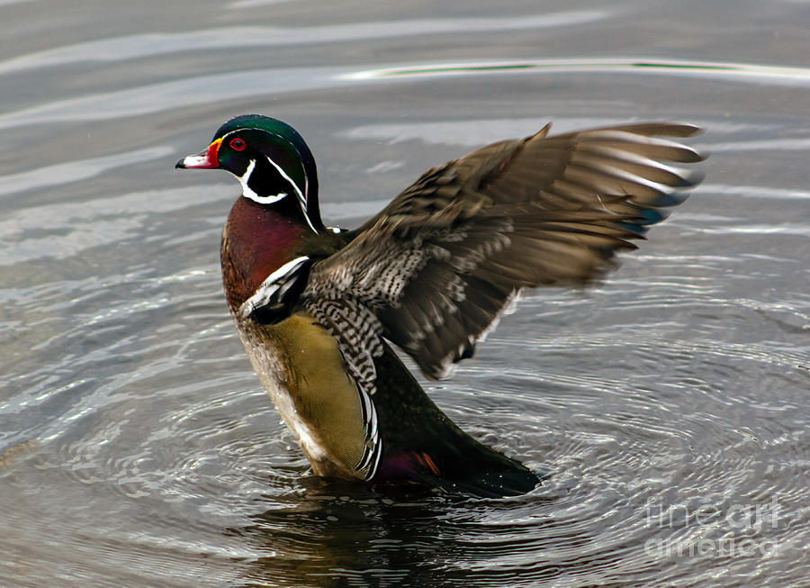 Wood Duck Showing His Feathers Photograph by Sea Change Vibes