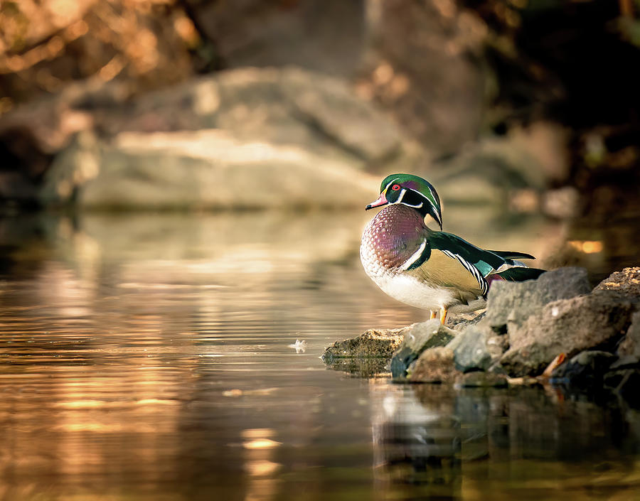 Wood Duck Solitude Photograph by Judi Dressler