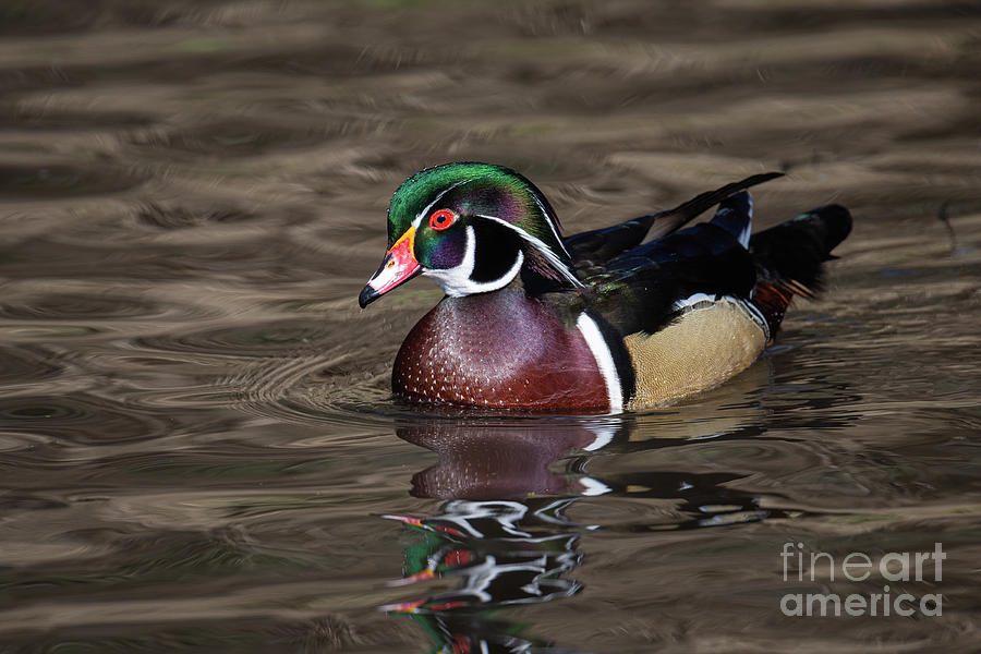 Wood Duck Swimming Photograph by Craig Leaper