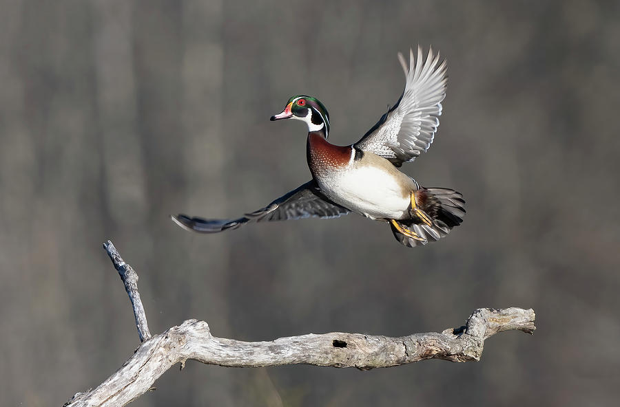 Wood duck take off Photograph by Jack Nevitt