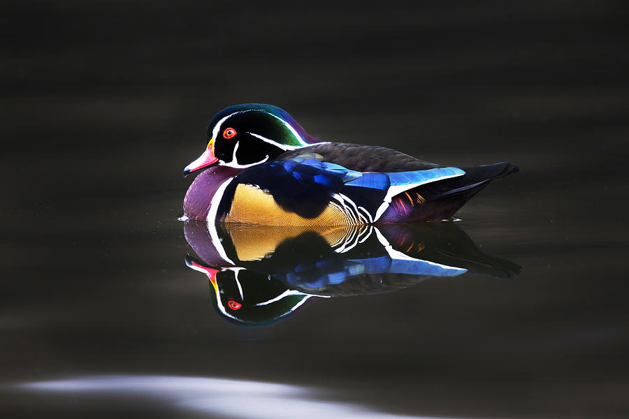Wood Duck Photograph by Tom Applegate