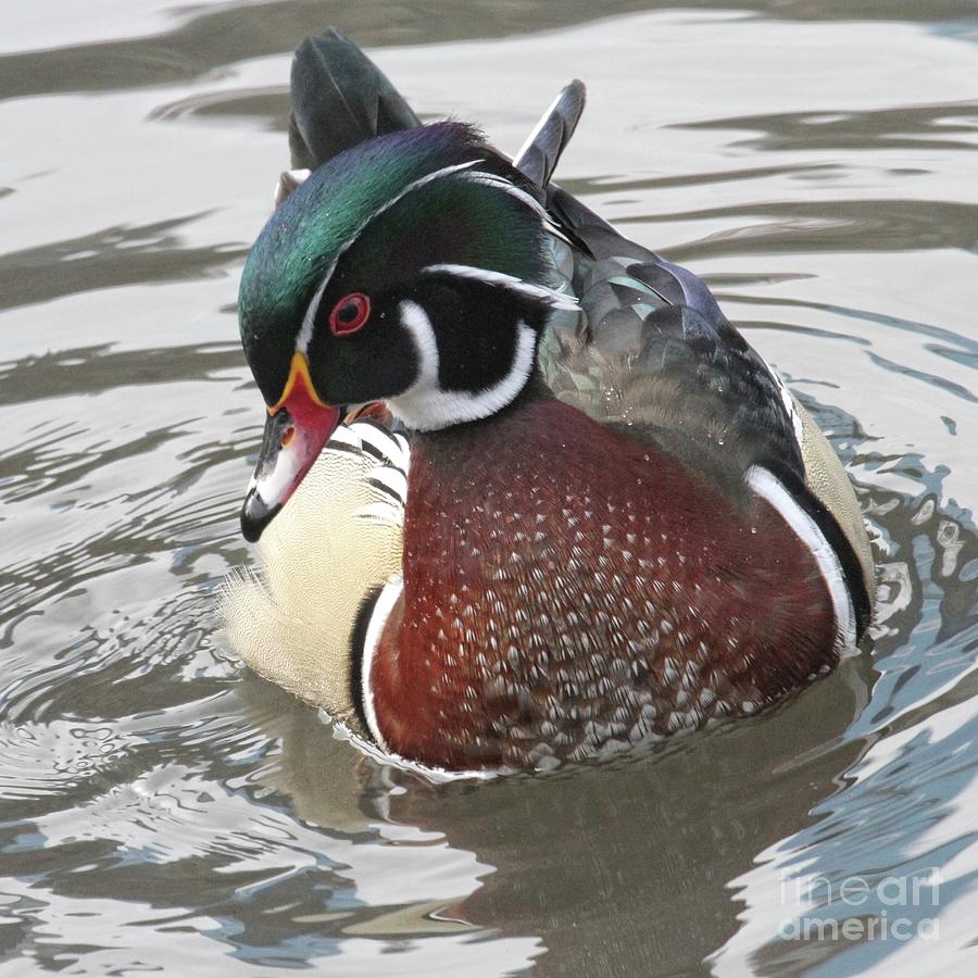 Wood duck Two Photograph by Patricia Youngquist