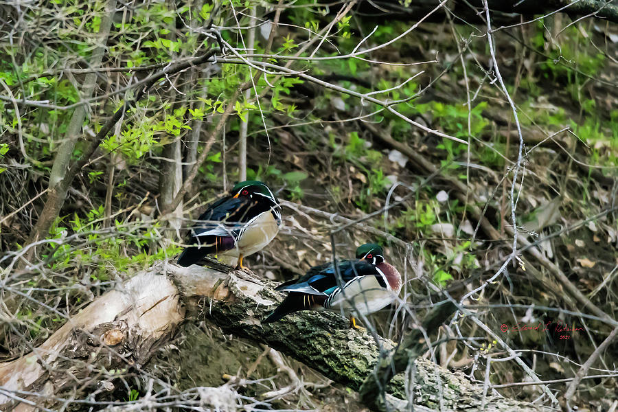 Wood Duck Waiting Room Photograph by Ed Peterson