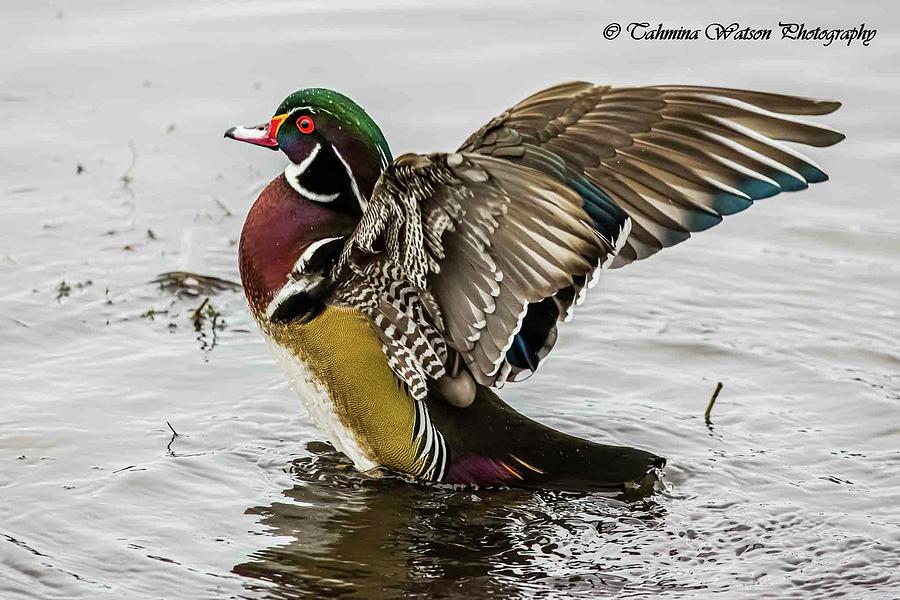 Wood Duck Winged Out Photograph by Tahmina Watson