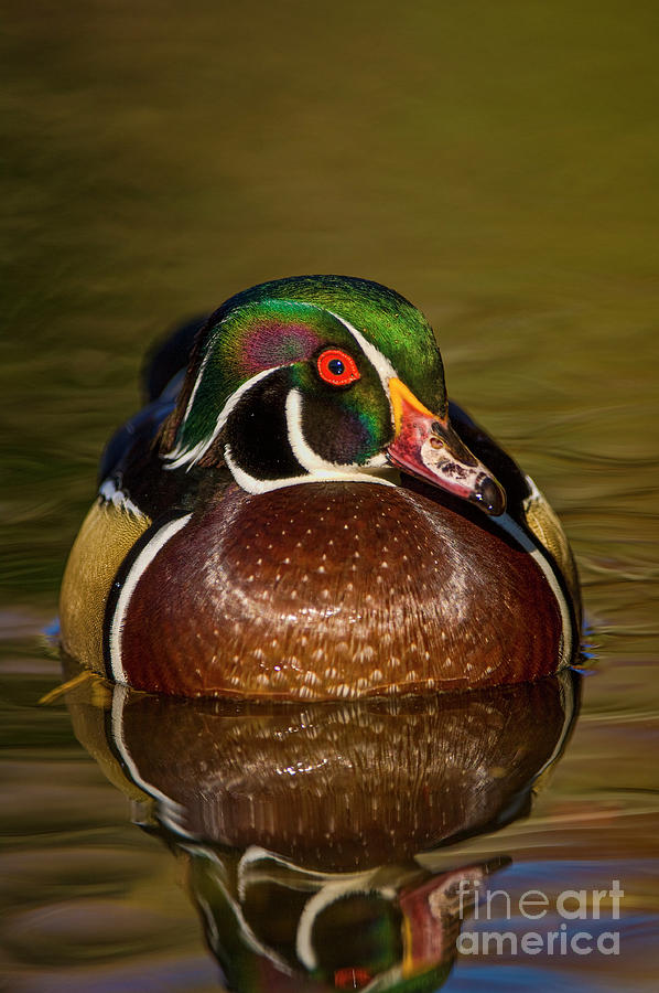 Wood Duck with reflection Photograph by Mark Graf