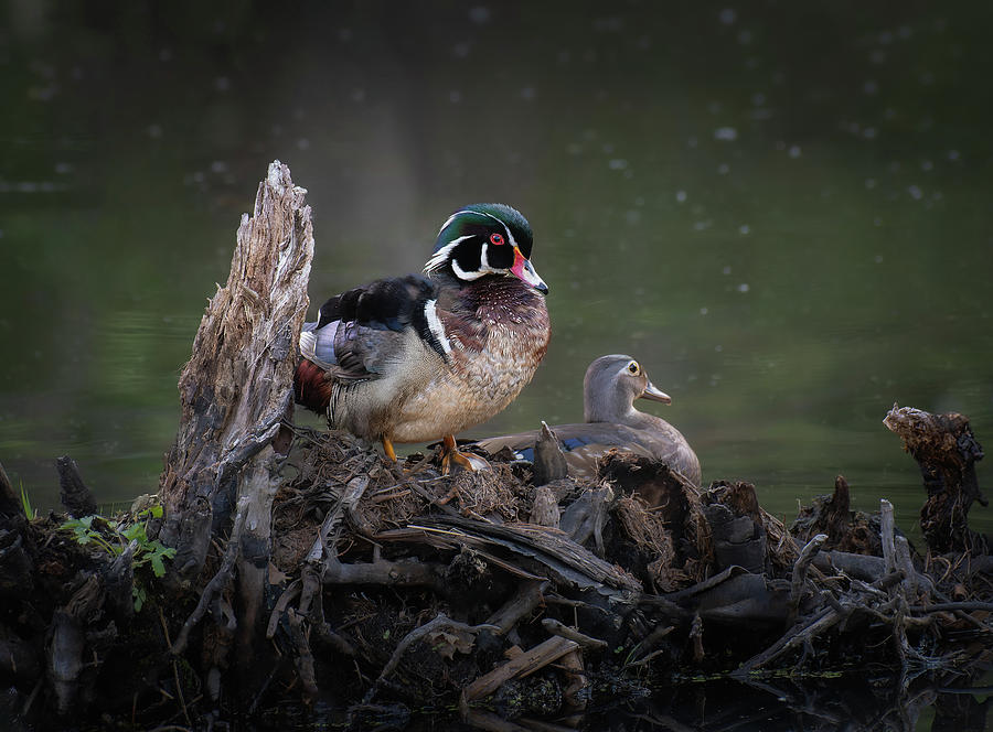 Wood Ducks 1 Photograph by Michael Hubley