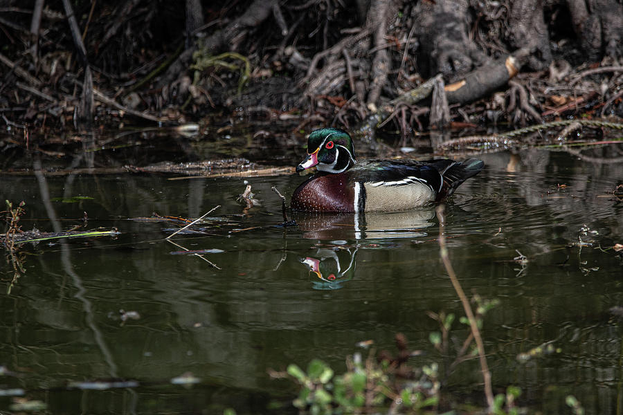 Wood Ducks - 2 Photograph by David Bearden