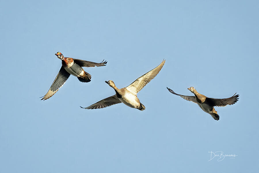 Wood Ducks and Gadwall #0744 Photograph by Dan Beauvais Wood Ducks and Gadwall #0744 Photograph by Dan Beauvais