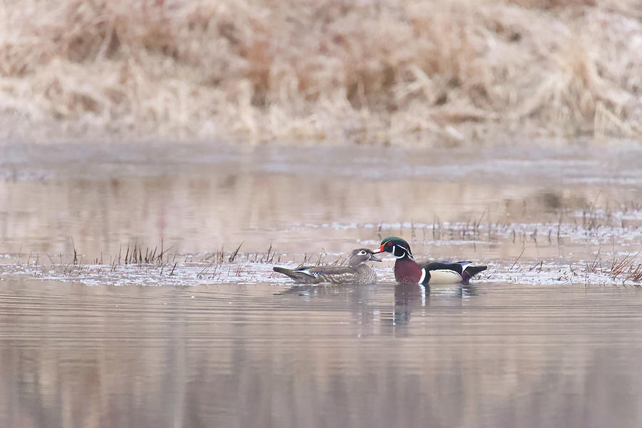 Wood Ducks Photograph by Brook Burling