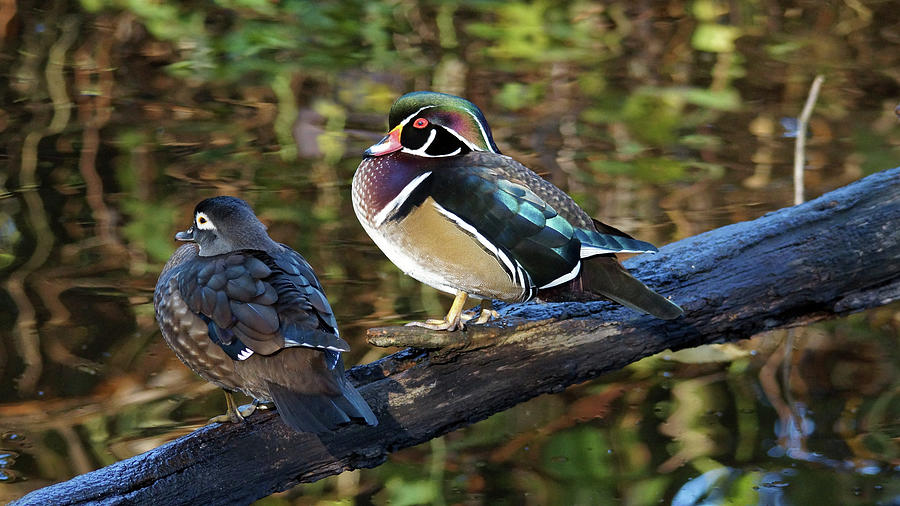 Wood Ducks Photograph by Cameron Wood