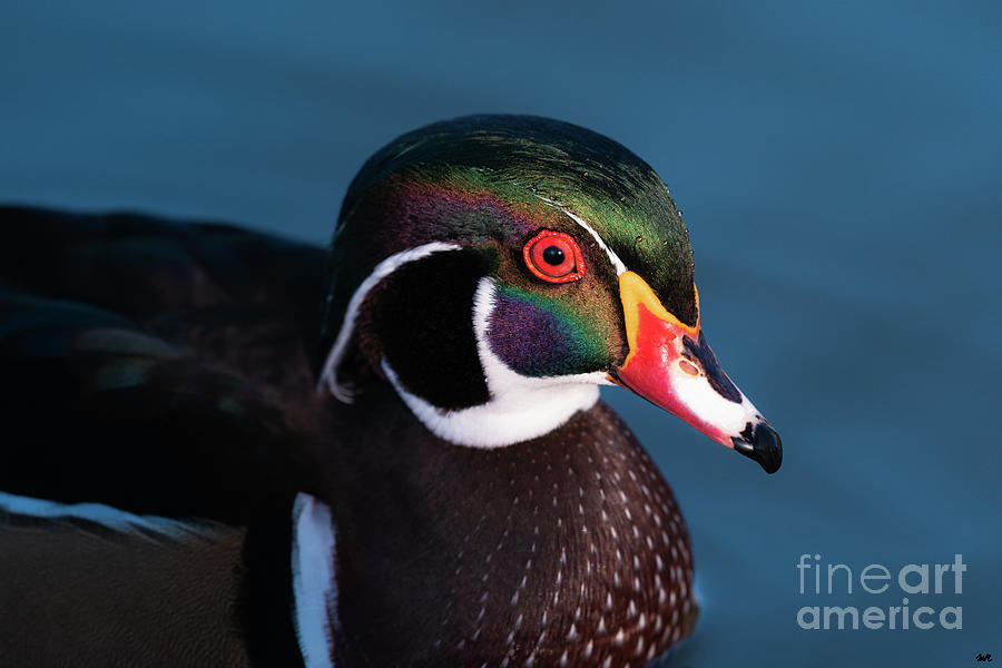 Wood Ducks Colors Photograph by Maresa Pryor-Luzier