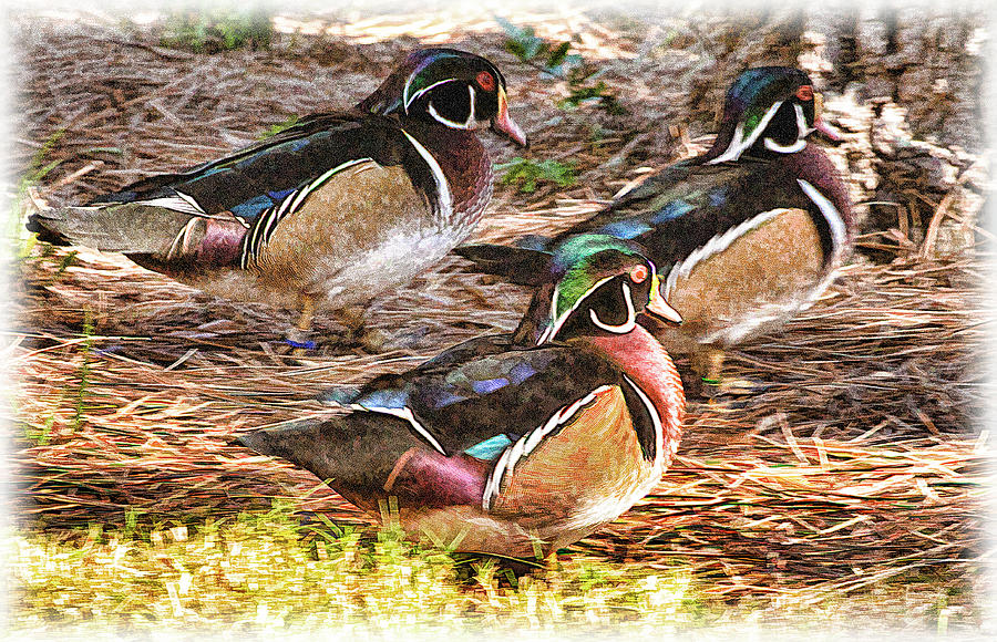 Wood Ducks Faux Painting Photograph by Bill Barber