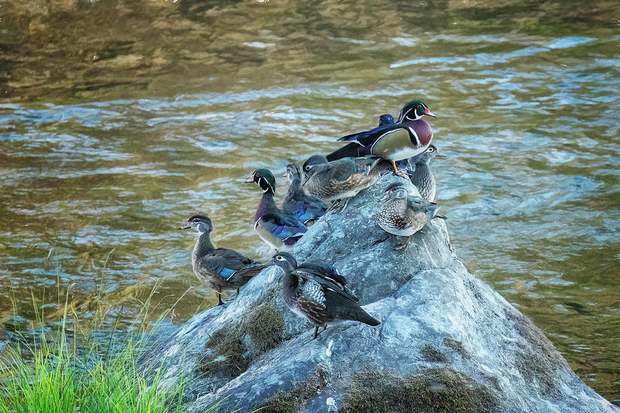 Wood Ducks Hanging Out on the McKenzie, No. 1 Photograph by Belinda Greb