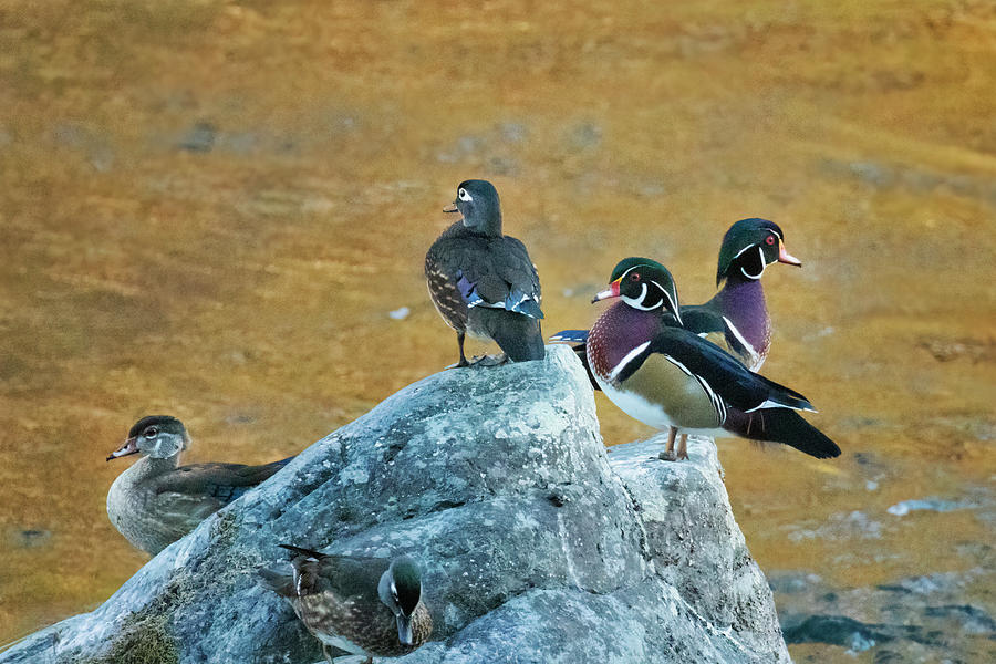Wood Ducks Hanging Out on the McKenzie, No. 2 Photograph by Belinda Greb