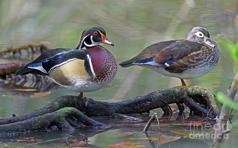Wood Ducks He and She II Photograph by Larry Nieland