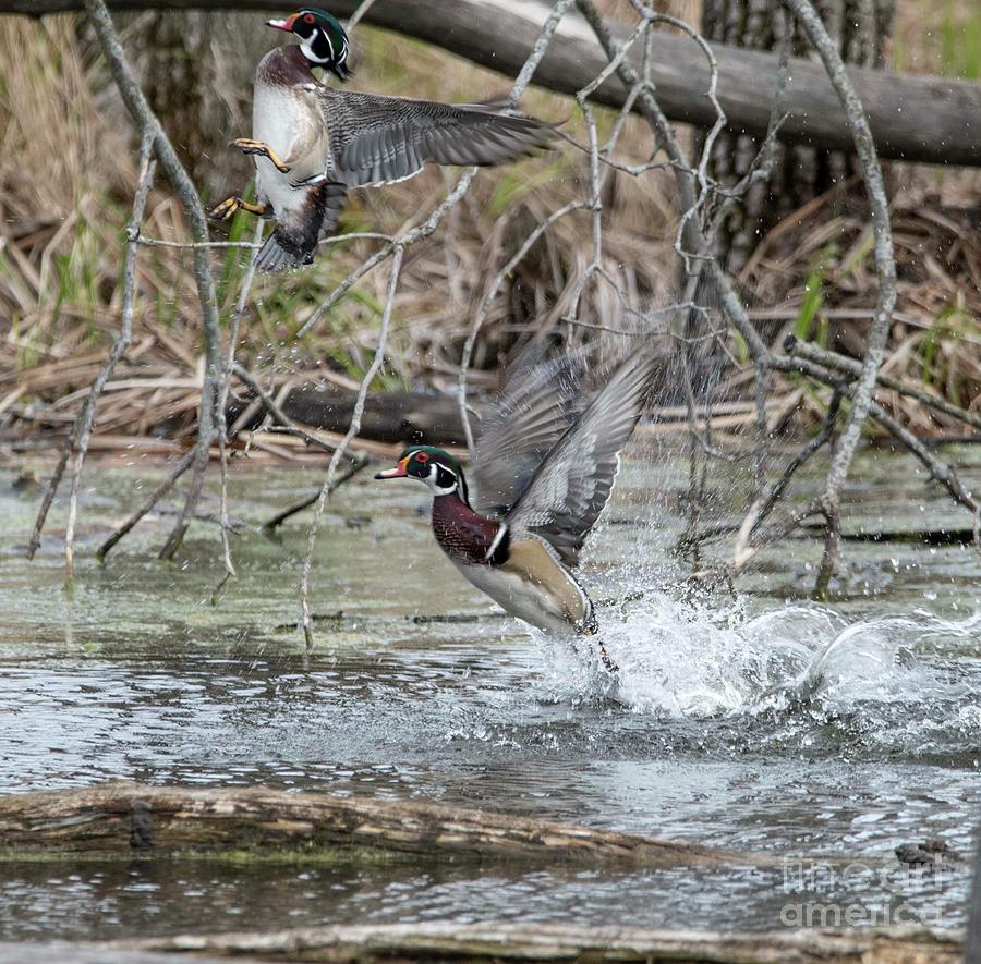 Wood Ducks Launching Photograph by David Bearden