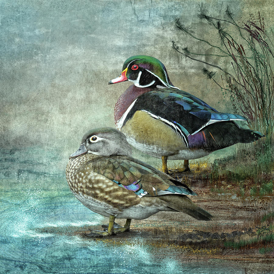 Wood Ducks Digital Art by Merrilee Soberg