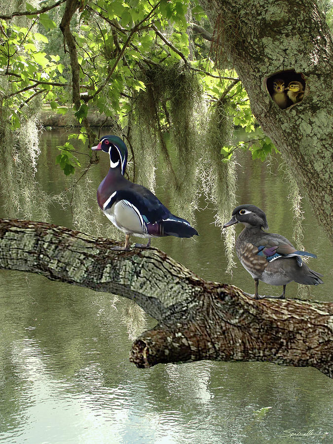 Wood Ducks of Florida Digital Art by M Spadecaller