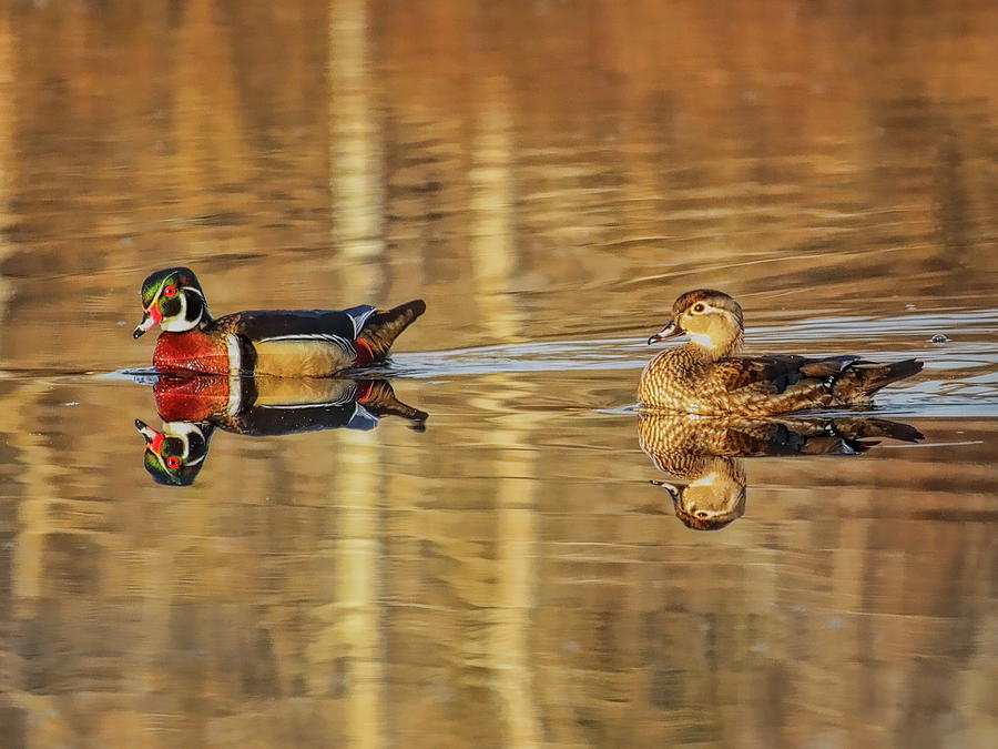 Wood Ducks On Golden Pond Photograph by Dale Kauzlaric