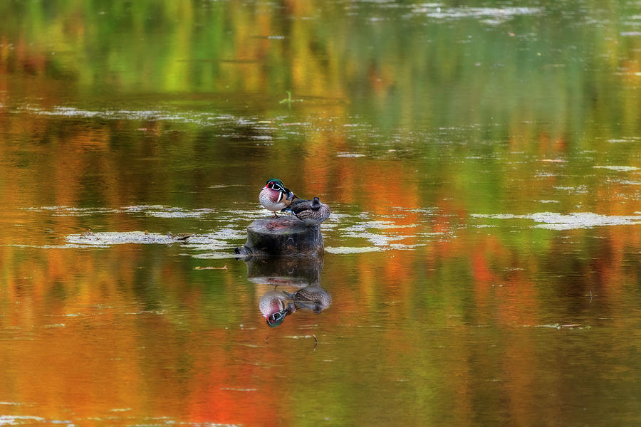 Wood ducks on stump middle of the water Photograph by Dan Friend