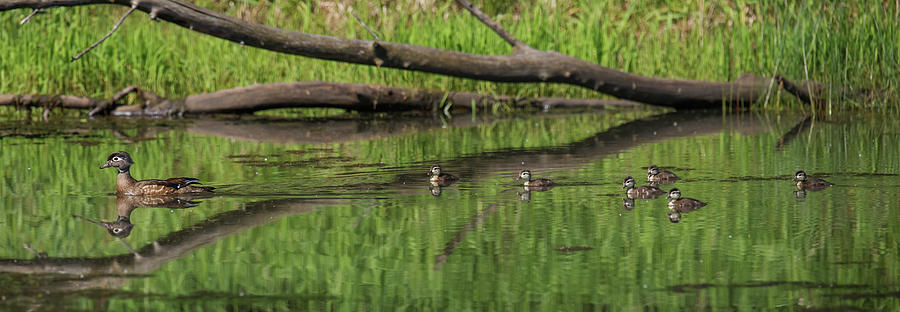 Wood Ducks PANO Photograph by Brook Burling