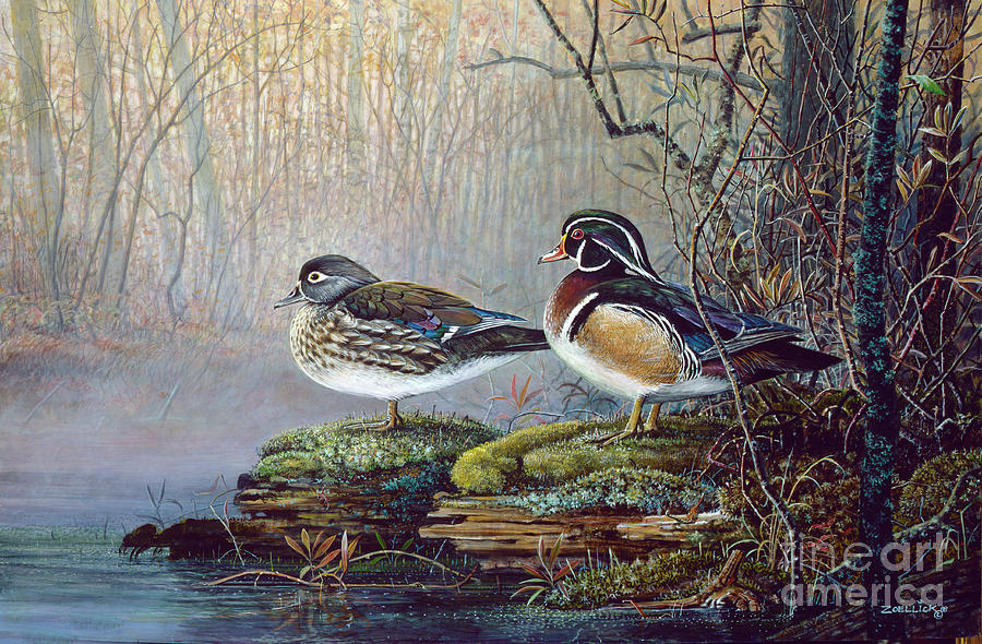 Wood Ducks Painting by Scott Zoellick