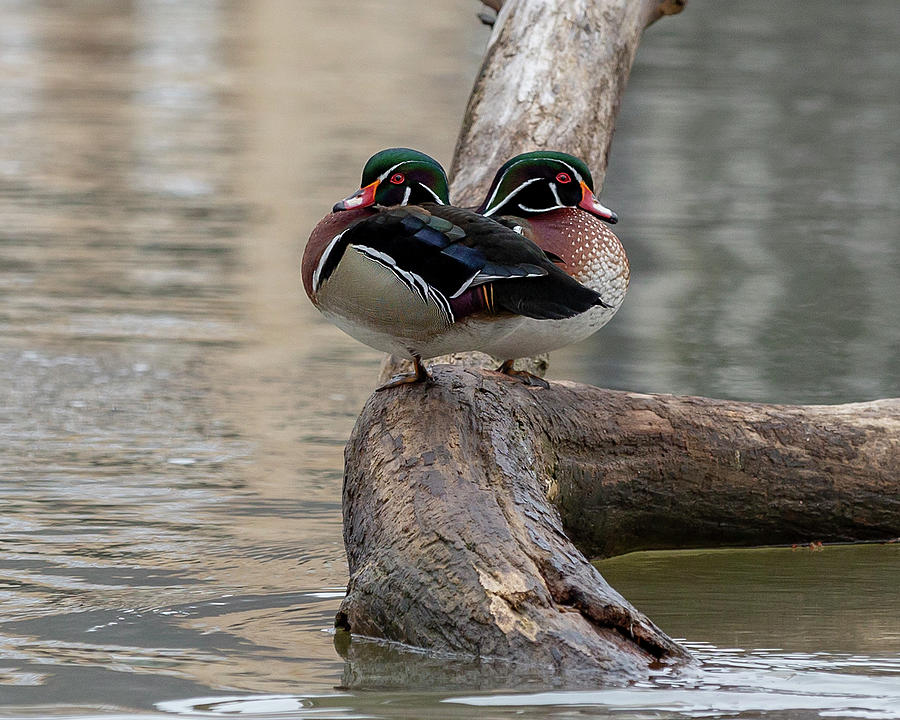 Wood Ducks sharing a perch Photograph by Charlie Cropp Fine Art America