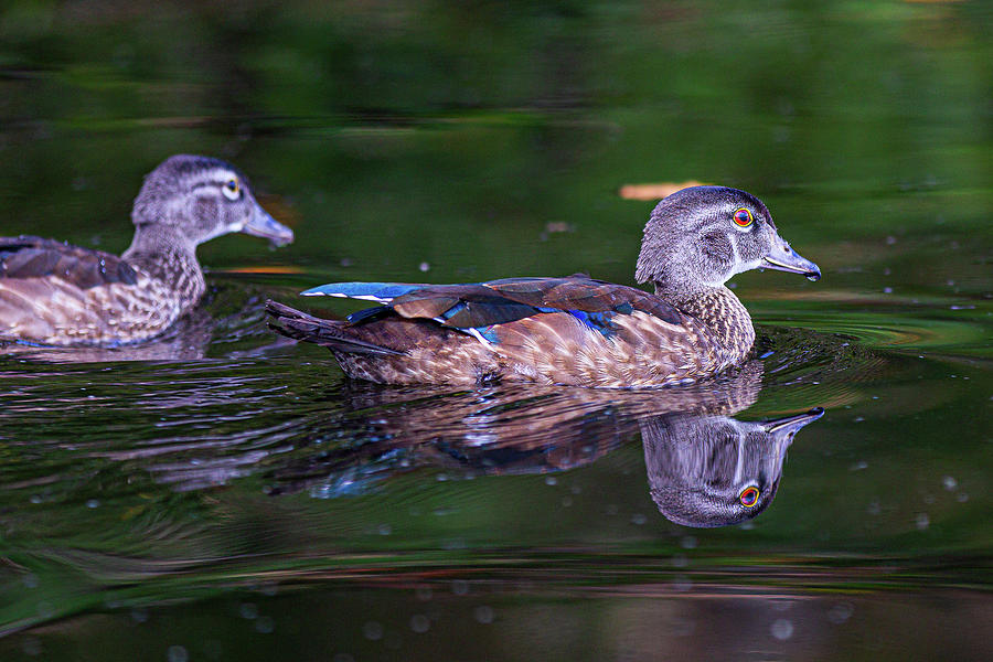 Wood Ducks Photograph by Tim Kirchoff