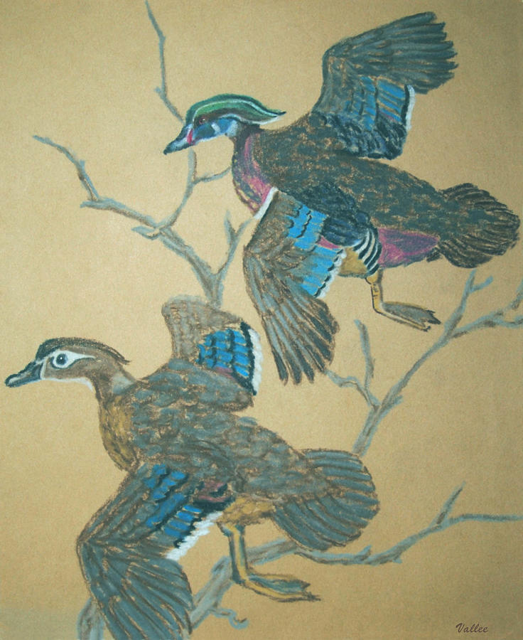Wood Ducks Pastel by Vallee Johnson