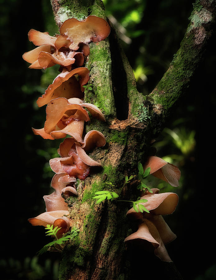 Wood Ear Photograph by Rudy Wilms Wood Ear Photograph by Rudy Wilms
