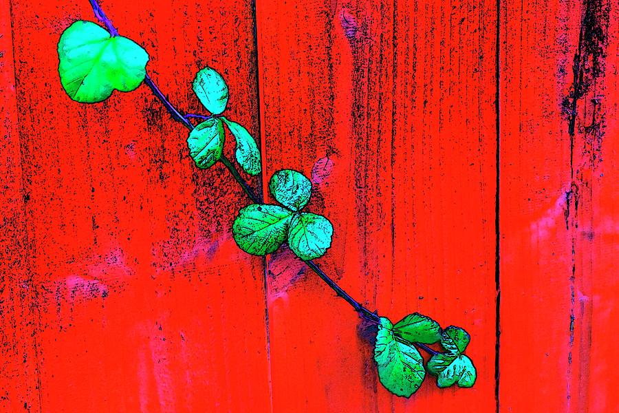 Wood Fence Green Vine 2 Photograph by Jerry Sodorff