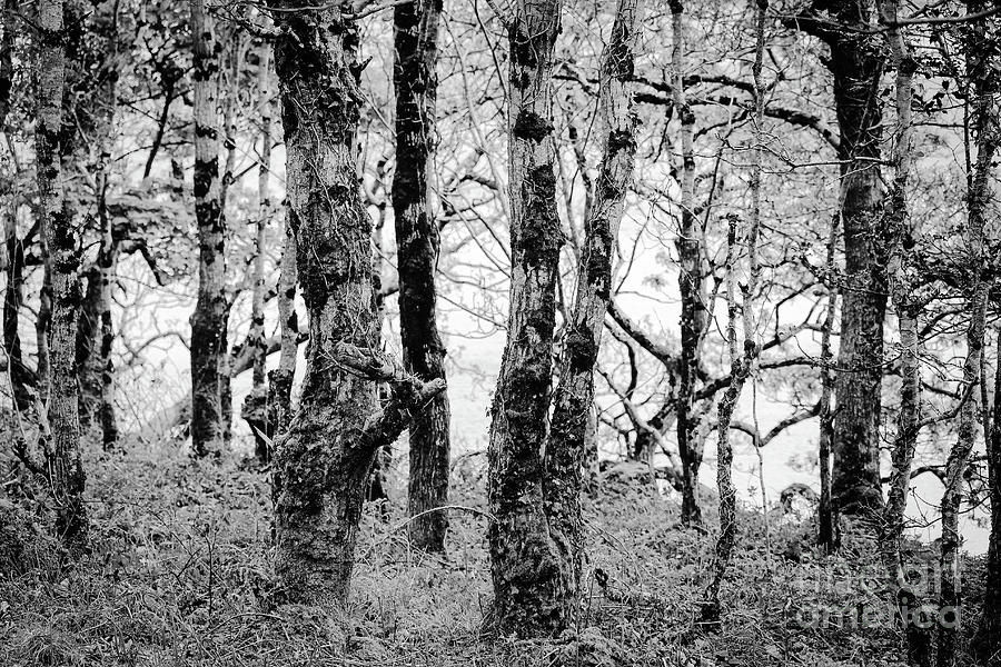 Wood For the Trees bw Effects Photograph by Eddie Barron