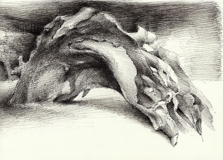 Wood, formed by nature Drawing by Adriana Mueller