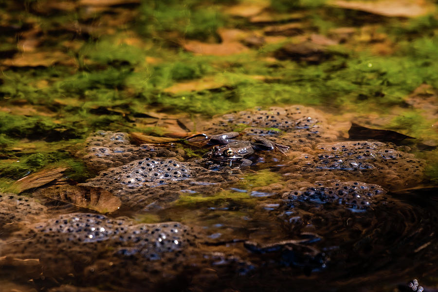 Wood Frog and Frogspawn Photograph by Rose Guinther