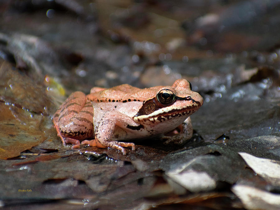 Wood Frog Photograph by Christina Rollo