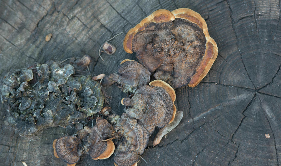 Wood fungus Photograph by Alan Goldberg